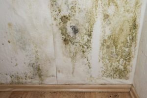 Mold Testing Boise