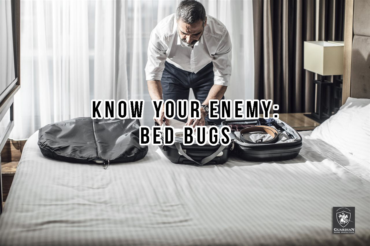 man-packing-his-stuffs-inside-his-bag-bed bugs